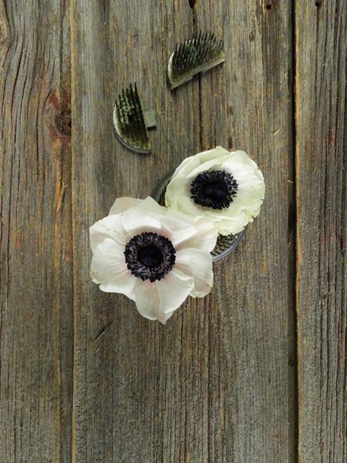 Wholesale Panda White Anemone Delivered Online FlowerFarm